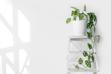 Beautiful plant Monstera Monkey Mask in a white pot stands on a white pedestal on a white background. Houseplant Monstera obliqua on a white background with hard shadows.