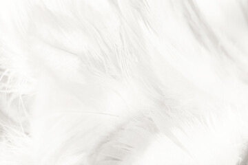 Obraz premium white feather wooly pattern texture background