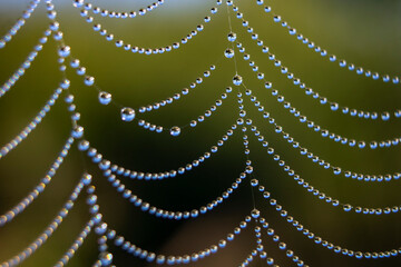 spider web with dew drops