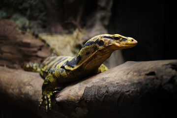 Close-up of Mindanao Water Monitor (Varanus Cumingi).