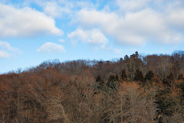 冬　木　空　雲　素材
