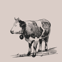 Cow grazing in the meadow. Hand drawn in a graphic style. Vintage vector engraving illustration for poster, web, packaging, branding, flyer, print. Isolated on gray background