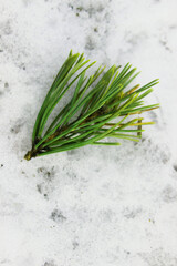 green grass in snow