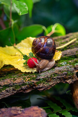 Large snails crawling along the bark of a tree. Burgudian, grape or Roman edible snail from the Helicidae family.