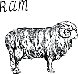Ram, sheep cute funny animals vector lettering isolated on white background. Concept for logo, print, menu