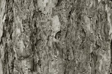 tree bark texture
