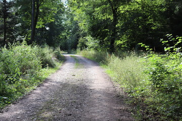 Straße durch den Wald Sommertag Sonne 