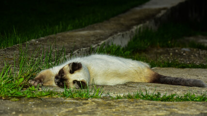 Lazy siamese cat with blue eyes resting on the sidewalk