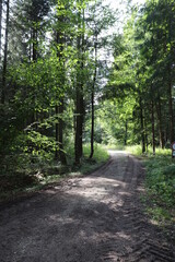 Fototapeta premium Wald mit Weg im Sommer viel Sonne