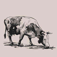 Cow cow with bell grazing in the meadow. Hand drawn in a graphic style. Vintage vector engraving illustration for poster, web, packaging, branding, flyer, print. Isolated on gray background