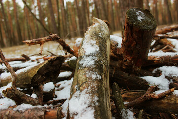 tree stump in forest