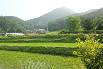 spring green rice field in countryside