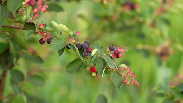 Amelanchier grows outdoors in summer.