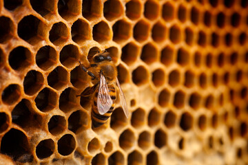 Bee on honeycomb
