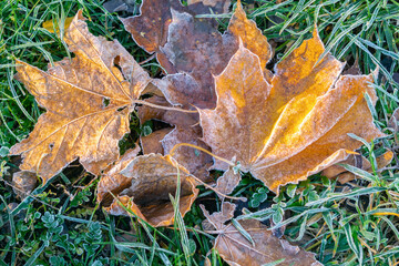 Frozen maple leaves on grass in autumn