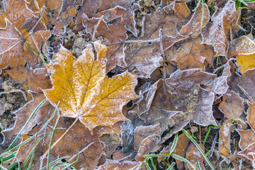 Frozen maple leaves on ground in autumn