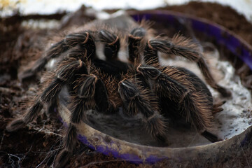 Big bird spider. Photo with selective soft focus.