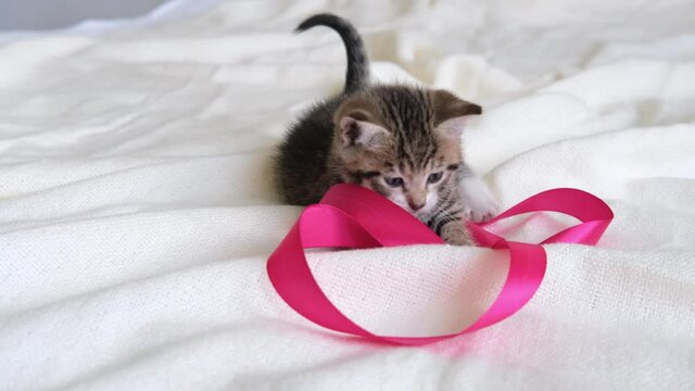 4k Striped domestic kitten playing home. Cute Cat having fun with pink ribbon on white bed.