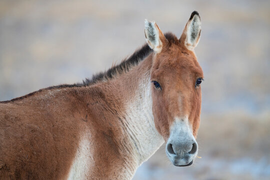 Tibetan Wild ass portrait