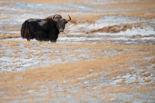 Wild yak in landscape
