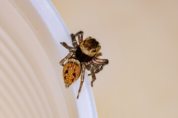 Adanson's House Jumping Spider of the species Hasarius adansoni