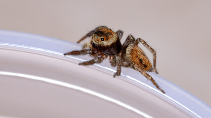 Adanson's House Jumping Spider of the species Hasarius adansoni