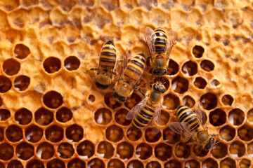 Bees working on a honeycomb, macro shoot
