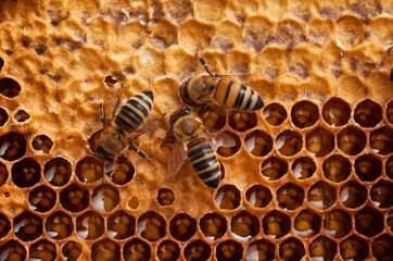 Bees working on a honeycomb, macro shoot
