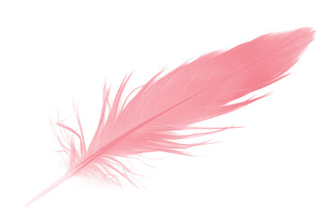 Obraz premium pink feather isolated on white background