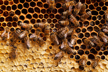 Bees working on a honeycomb, macro shoot
