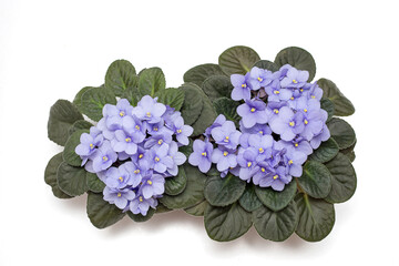 Obraz premium Two blooming of the delicate colore viola, the violet color of the lilac in the pot. Flat lay. Isolated on a white background. Close-up photo. Copy space. Top view