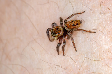 Adanson's House Jumping Spider of the species Hasarius adansoni