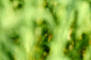 Under the bright sun. Abstract natural backgrounds