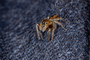 Adanson's House Jumping Spider of the species Hasarius adansoni