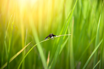 Black dragonfly on the rice in green rice filed,with sun light. soft focus.