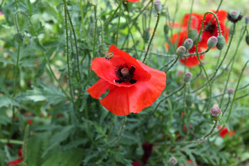 red poppy flower on nature background