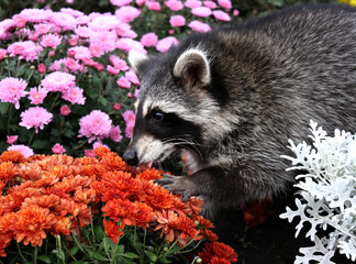 Young playful domestic raccoon walks in the park in a flowerbed with autumn chrysanthemums