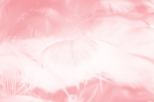 pink feather pattern texture background