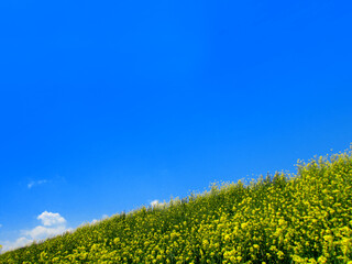 Flower field hill and blue sky.