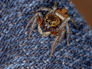 Adanson's House Jumping Spider of the species Hasarius adansoni