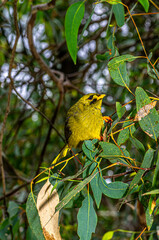  New Zealand Bellbird vert