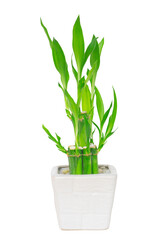 Lucky bamboo in white pot isolate on white background with clipping path