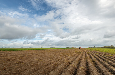 Dutch agricultural landscape with potato ridges. The foliage of the crop has withered and the harvest can begin. The potato harvester has arrived already. It is a cloudy day at the end of summer.