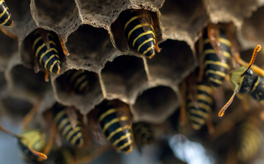 Wasp nest with its dangerous inhabitants wasps, macro photography