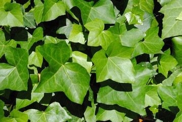 Close Up of Bright Green Ivy Leaves