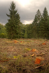 Deforestation, a large clearing area in a forest