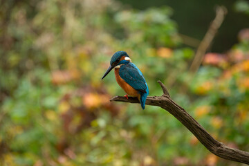 Eisvogel