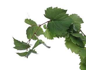 Fototapeta premium Fresh hops, humulus lupulus leaves, foliage isolated on white background with clipping path