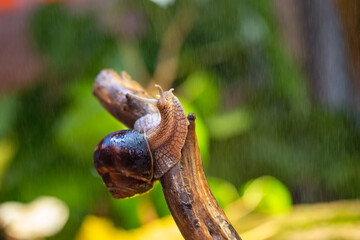 Large snail on a tree branch. Burgudian, grape or Roman edible snail from the Helicidae family. Air-breathing gastropods.