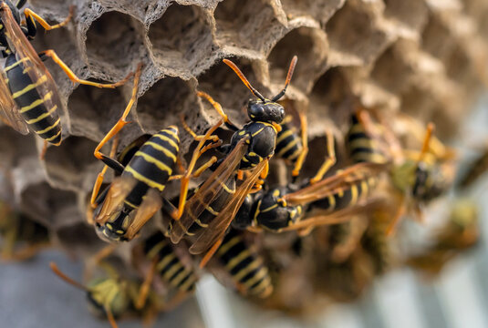 Wasp nest with its dangerous inhabitants wasps, macro photography